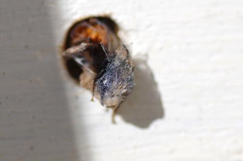 Osmia sp.